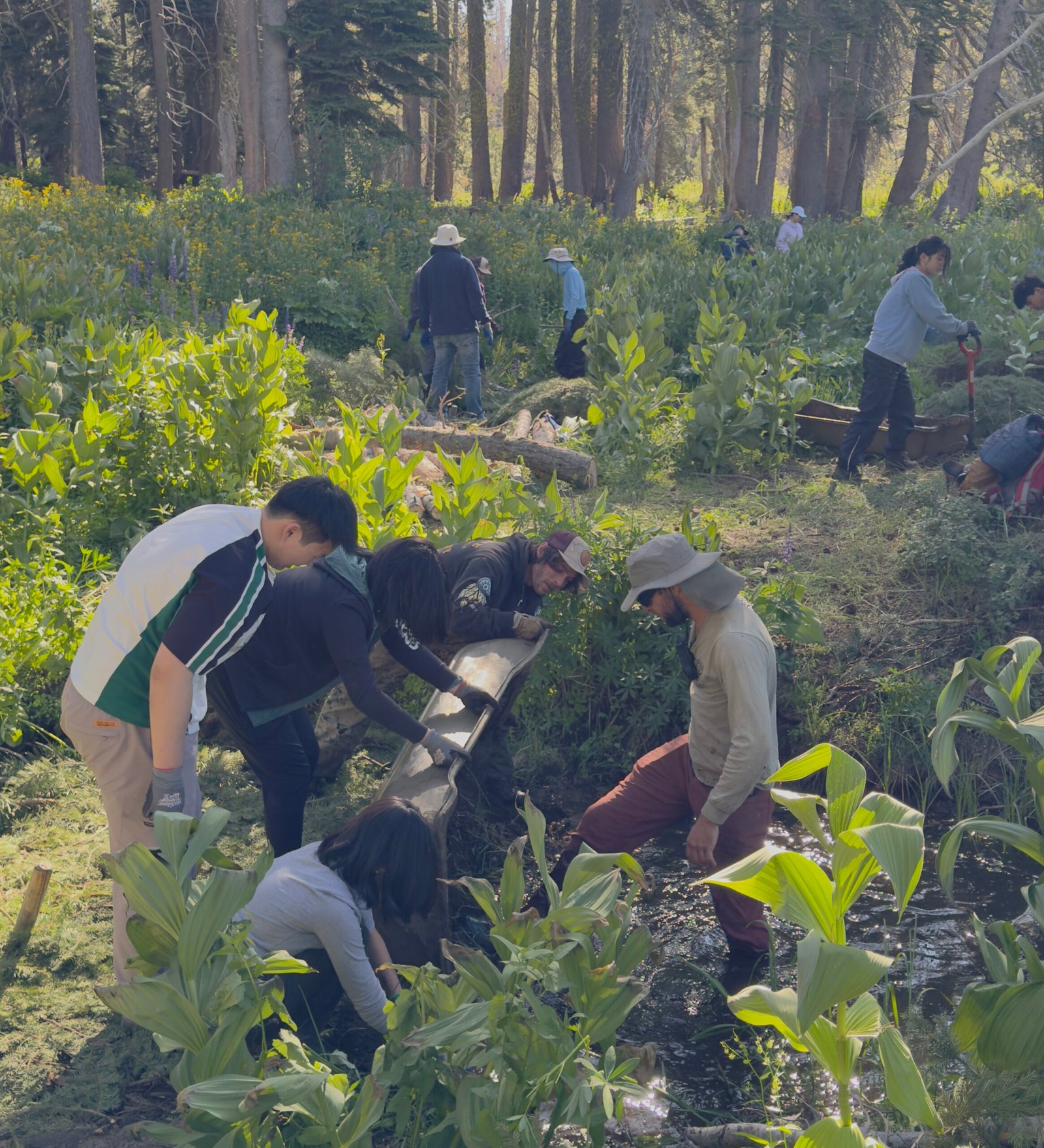 Leek Creek Meadows Restoration: Building Resilience in the Footprint of the 2021 Destructive Caldor Fires