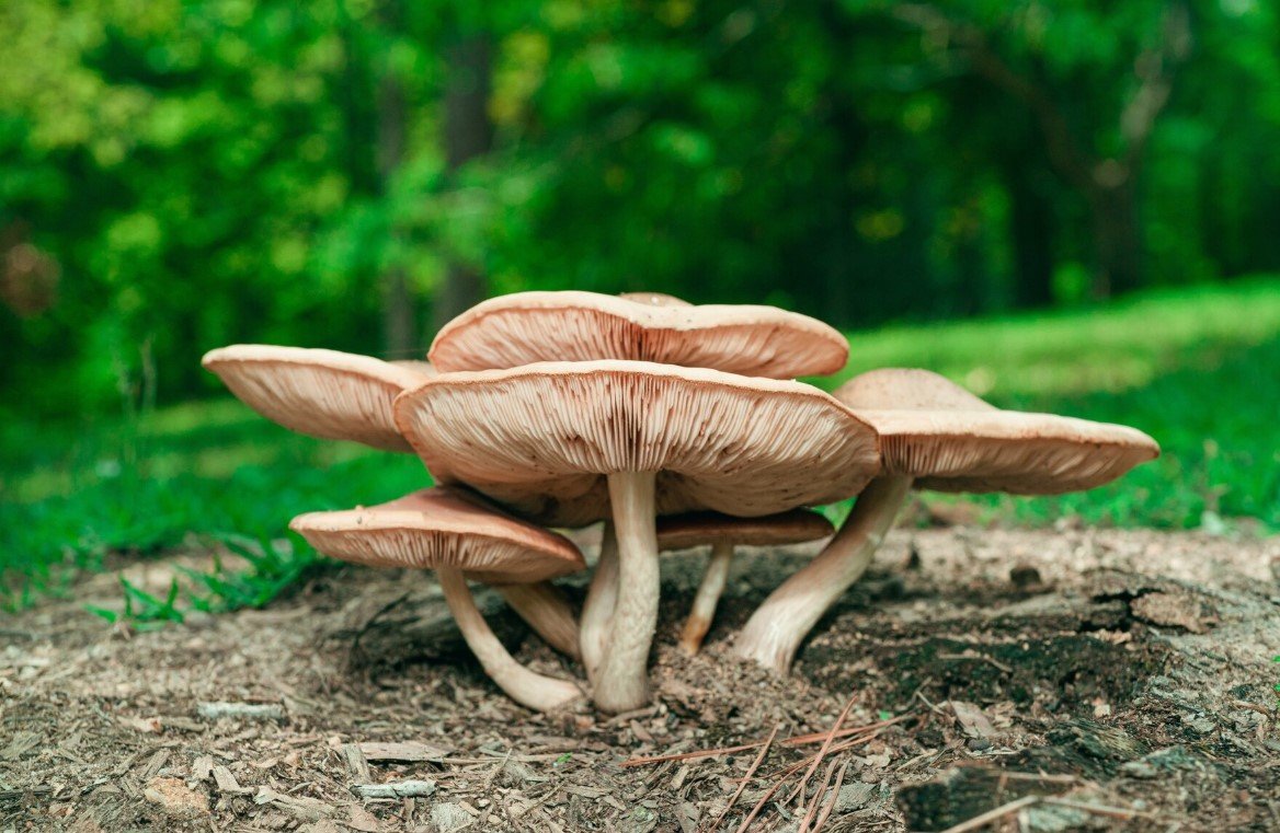 Mushrooms: The Unsung Heroes of Soil Regeneration