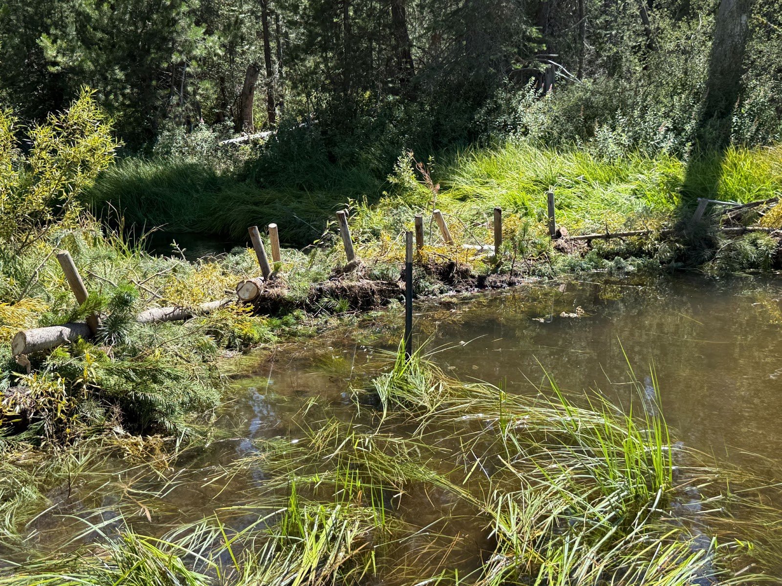 Nature’s Blueprint: How Beaver-Inspired Dams Combat Wildfires, Promote Carbon Sequestration, and Recharge Groundwater Storage