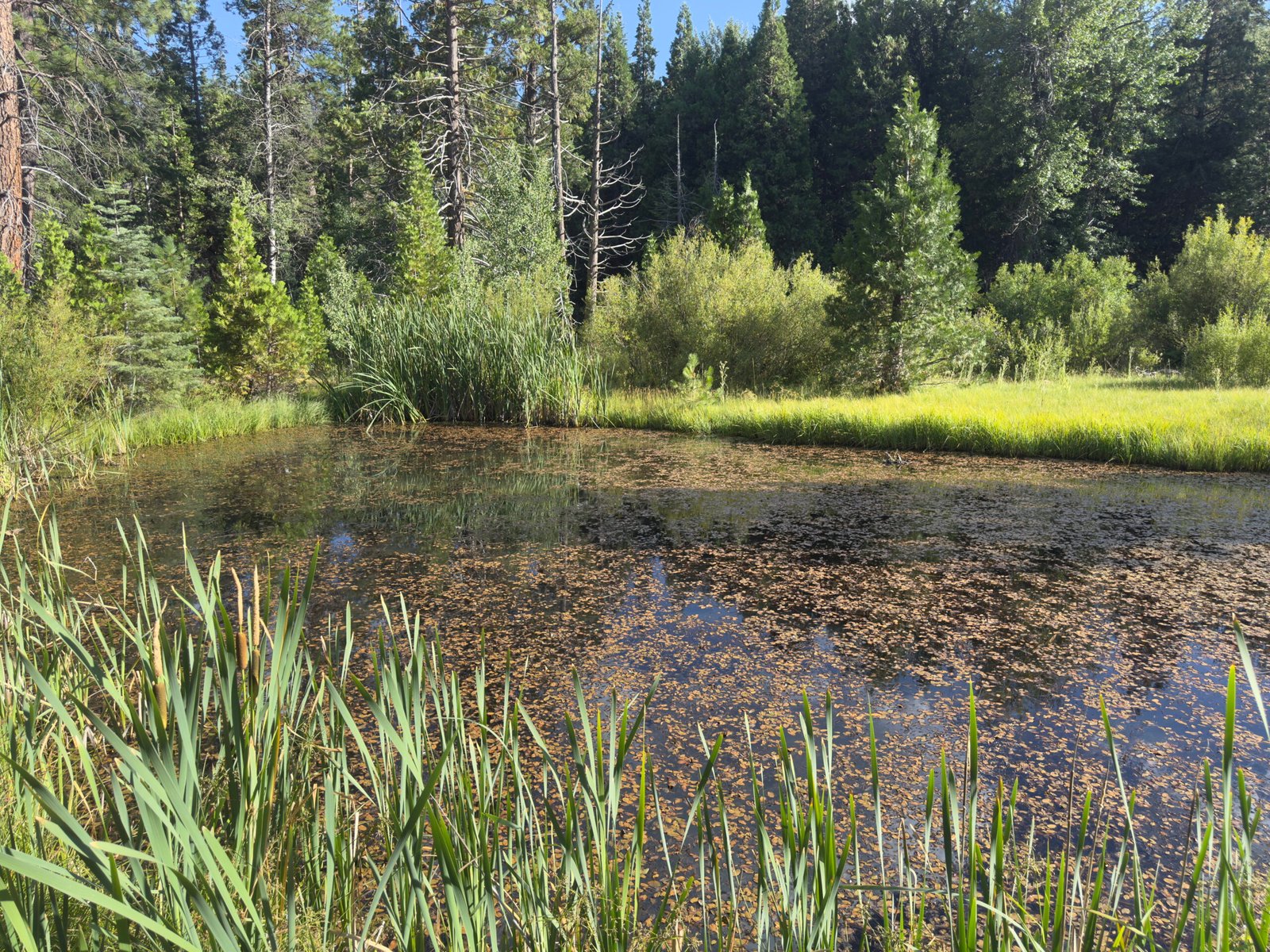 Research Analysis: Restoring Stream Function with Beaver Dam Analogs