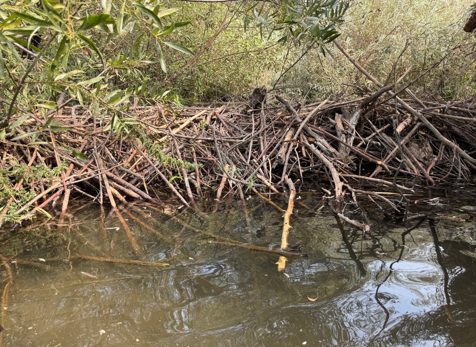 Natural Beaver Dam and Beaver Habitat Field Study- Atascadero, CA